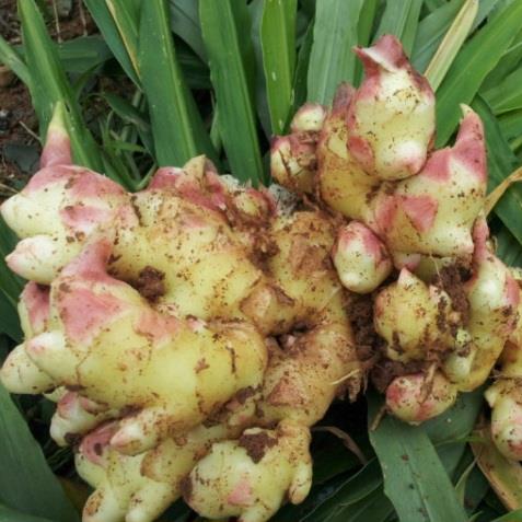 다진생강 상세1